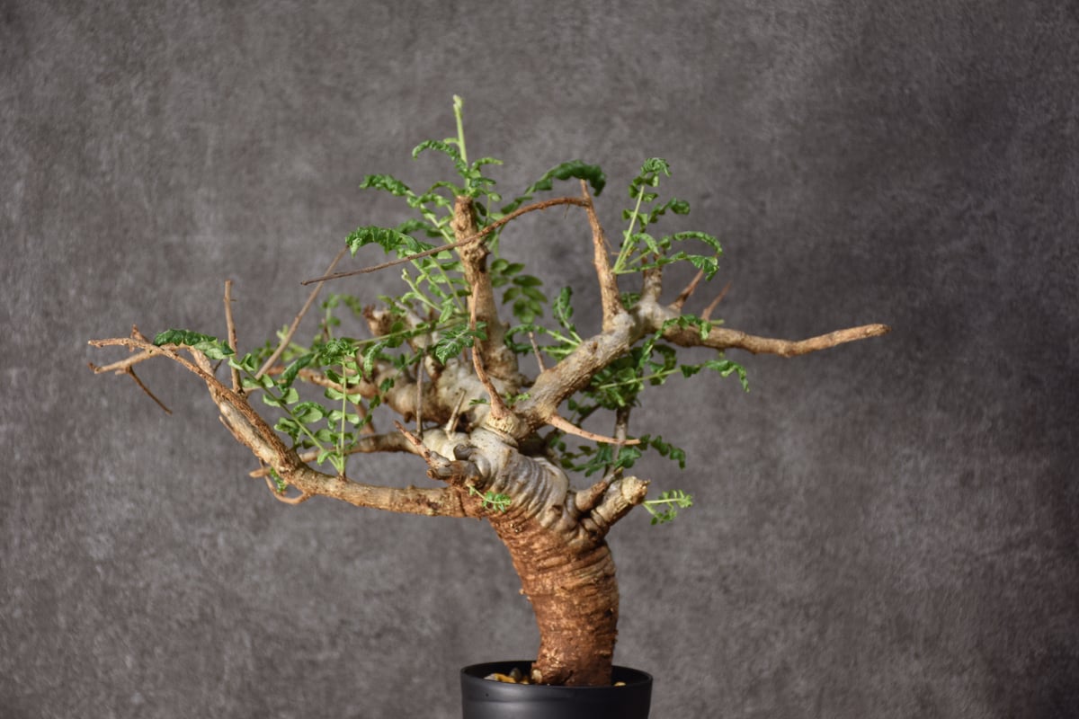 ボスウェリア ネグレクタ Boswellia neglecta isla del pescado - Boswellia neglecta-ボスウェリア・ネグレクタ