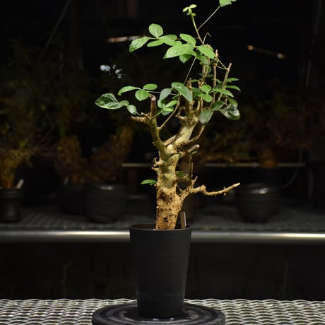 Commiphora holtziana コミフォラ ホルトジアナ 発根済現地株 H11