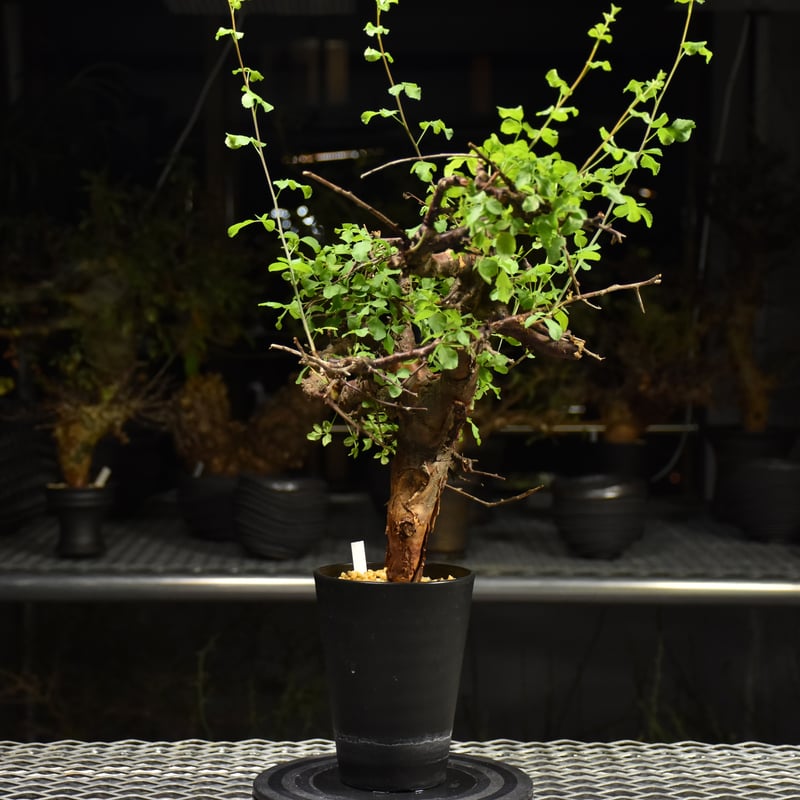 Commiphora Boranensis コミフォラ ボラネンシス 発根済現地株 F24 |