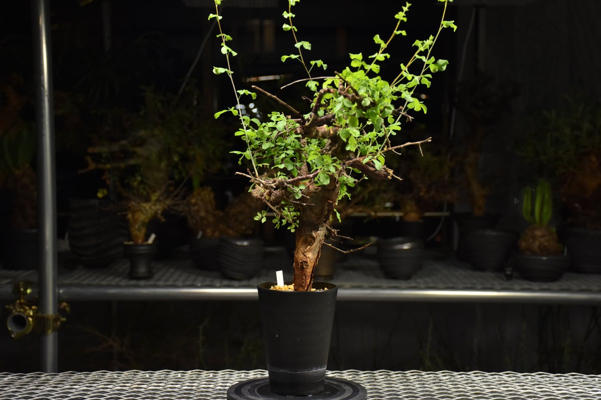Commiphora Boranensis コミフォラ ボラネンシス 発根済現地株 F24 |