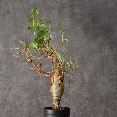 Commiphora habessinica コミフォラ ハベシニカ 発根済現地株 #4