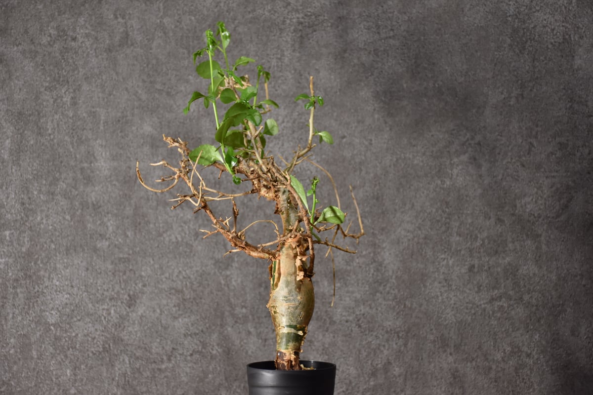 Commiphora habessinica コムミフォラ ハべシニカ Commiphora habessinica コミフォラ ハベシニカ 発根済現地株 #5 |