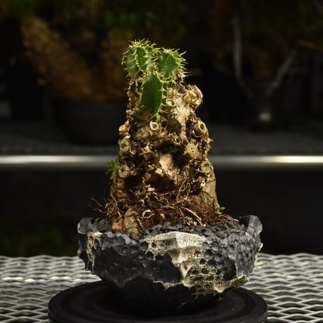 Euphorbia mlanjeana　ユーフォルビア ムランジーナ 発根済現地株 I79