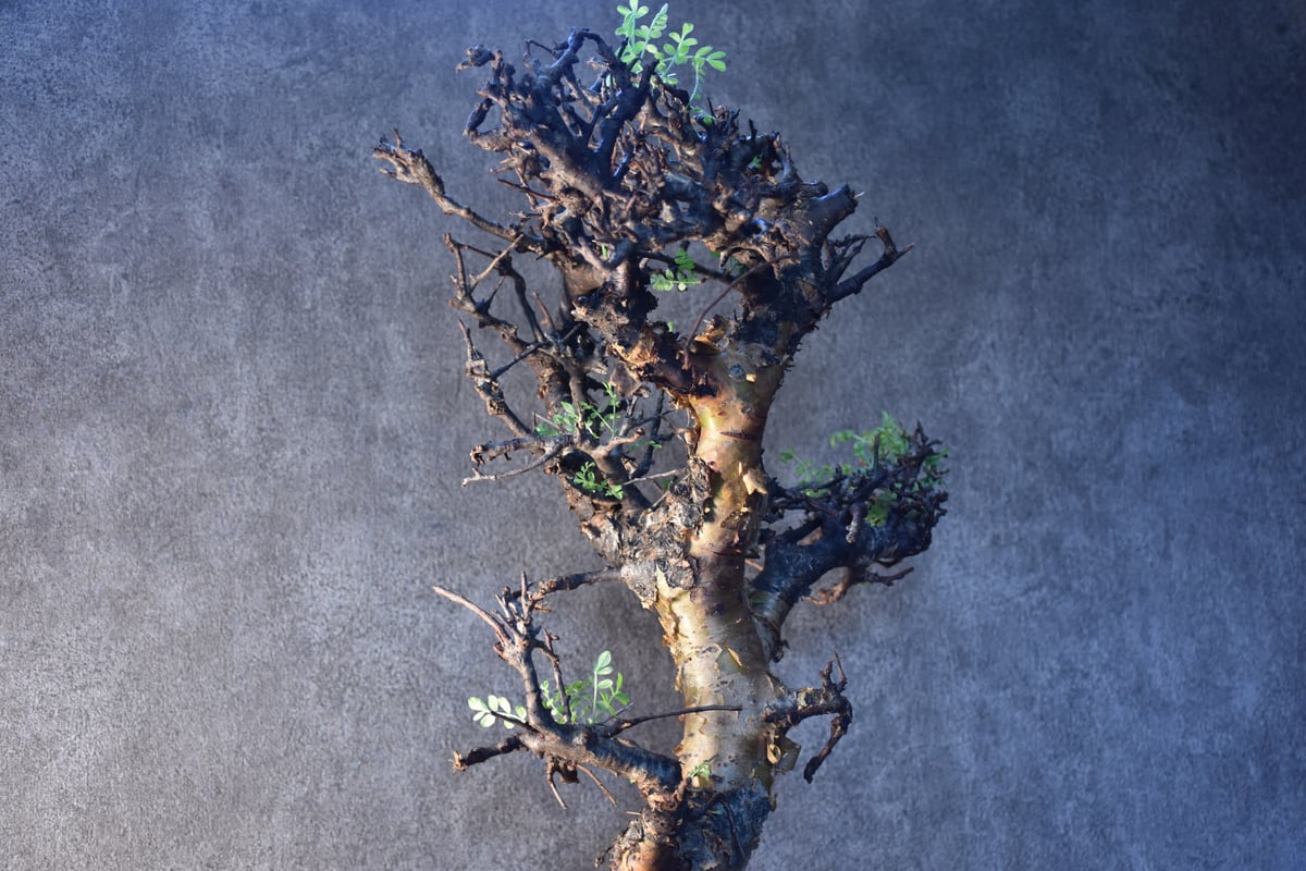 Commiphora pinnate leaves コミフォラ ピンネイトリーブス 発根済現地