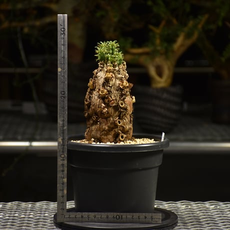 Euphorbia mlanjeana　ユーフォルビア ムランジーナ 発根済現地株 E60