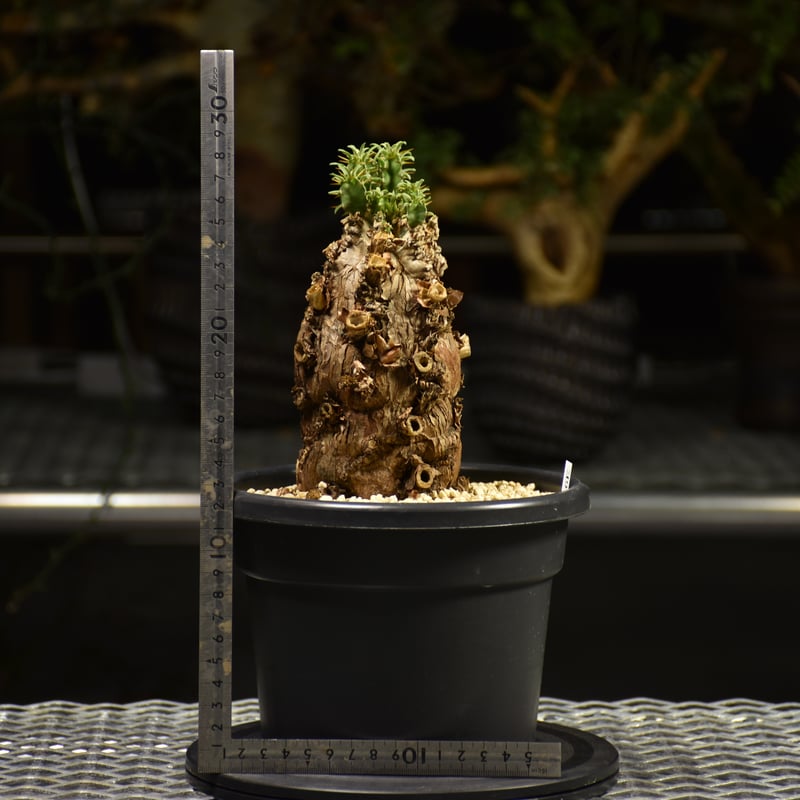 Euphorbia mlanjeana ユーフォルビア ムランジーナ 発根済現地株 E60 |