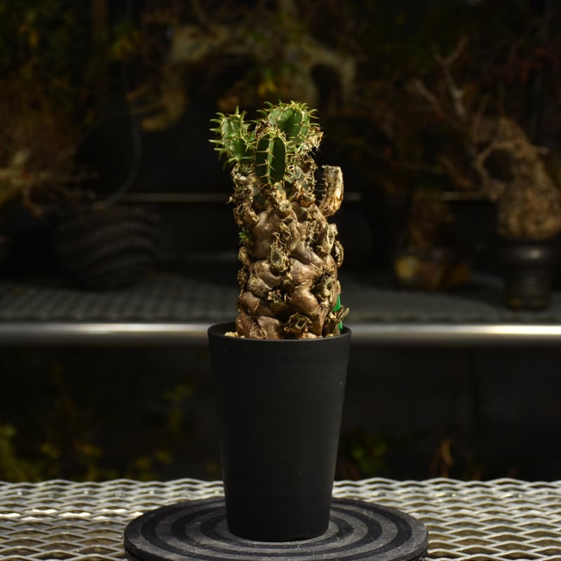 ムランジーナ 現地株 Euphorbia mlanjeana ユーフォルビア ムランジーナ 発根済現地株 I41 |