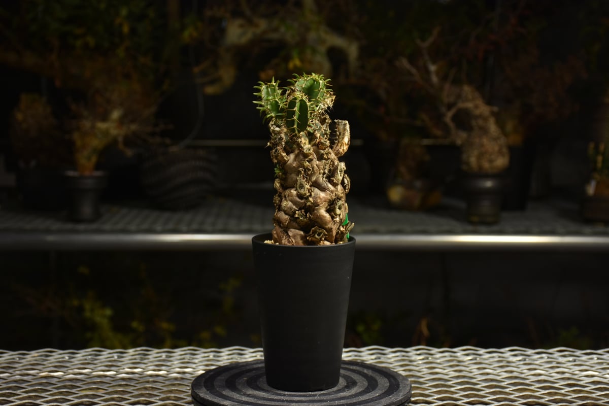 Euphorbia mlanjeana ユーフォルビア ムランジーナ 発根済現地株 I41 |