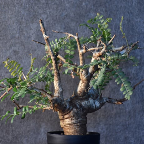 Boswellia neglecta　ボスウェリア ネグレクタ　発根済現地株　#2
