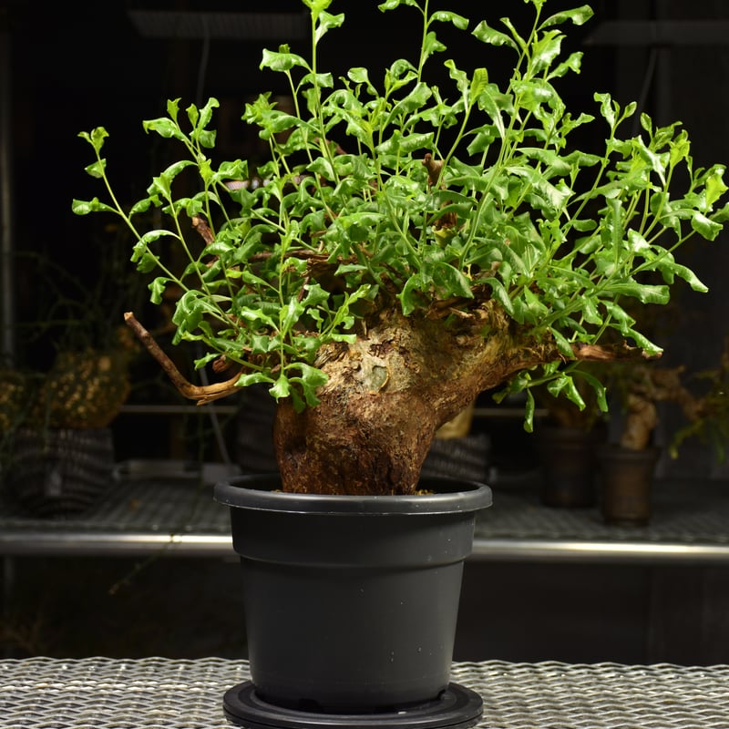 Commiphora glaucescens コミフォラ グラウケスケンス 発根済現地株 F2