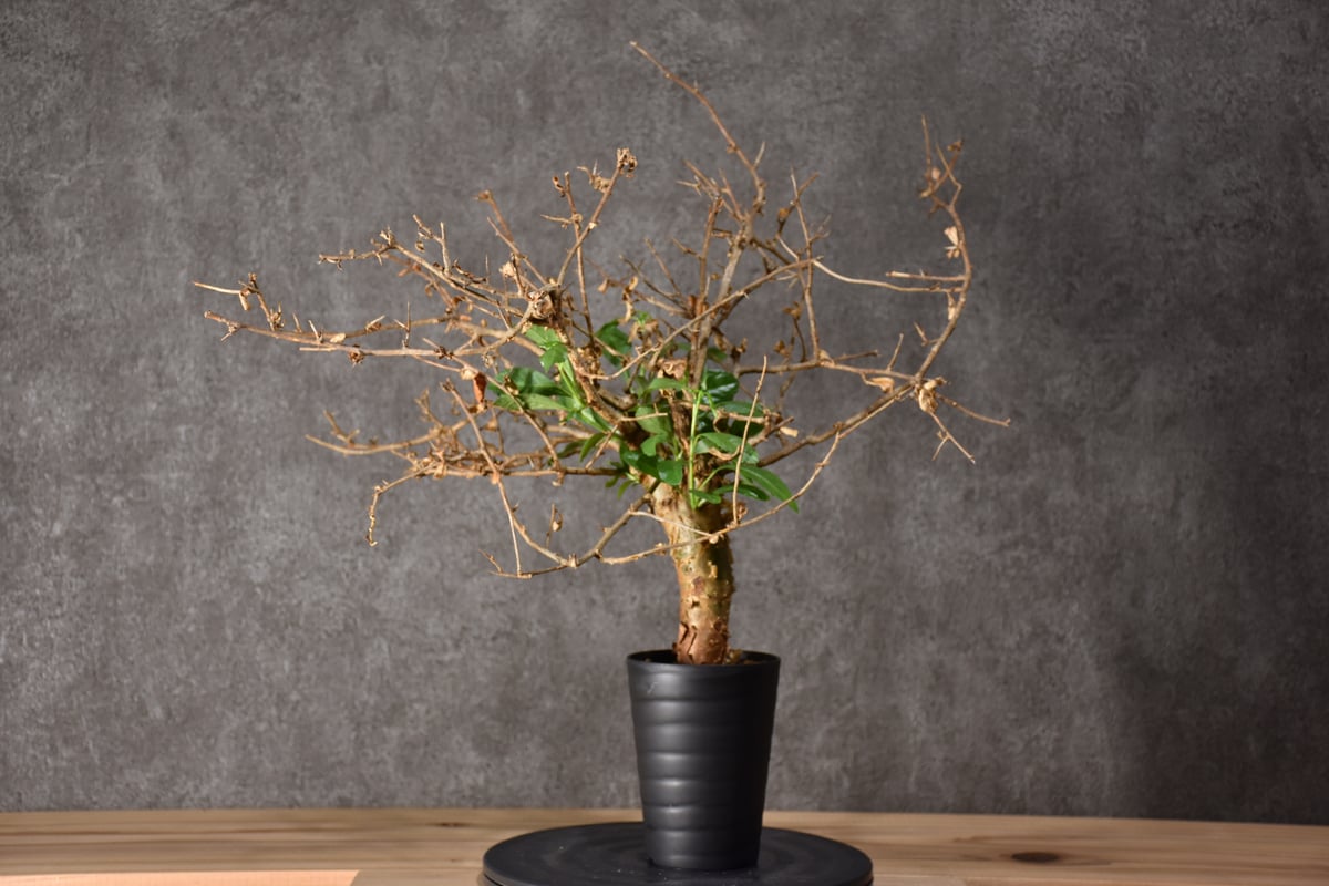 Commiphora habessinica コミフォラ ハベシニカ 発根済現地株 #3 |