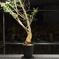 Commiphora humbertii コミフォラ フンベルティ 発根済現地株 I8 送料着払にて発送
