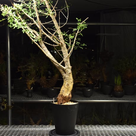 コミフォラフンベルティ | STORES