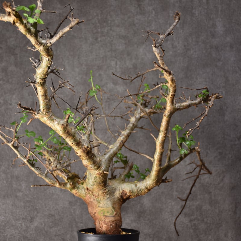 Commiphora cyclophira コミフォラ シクロフィラ 発根済現地株