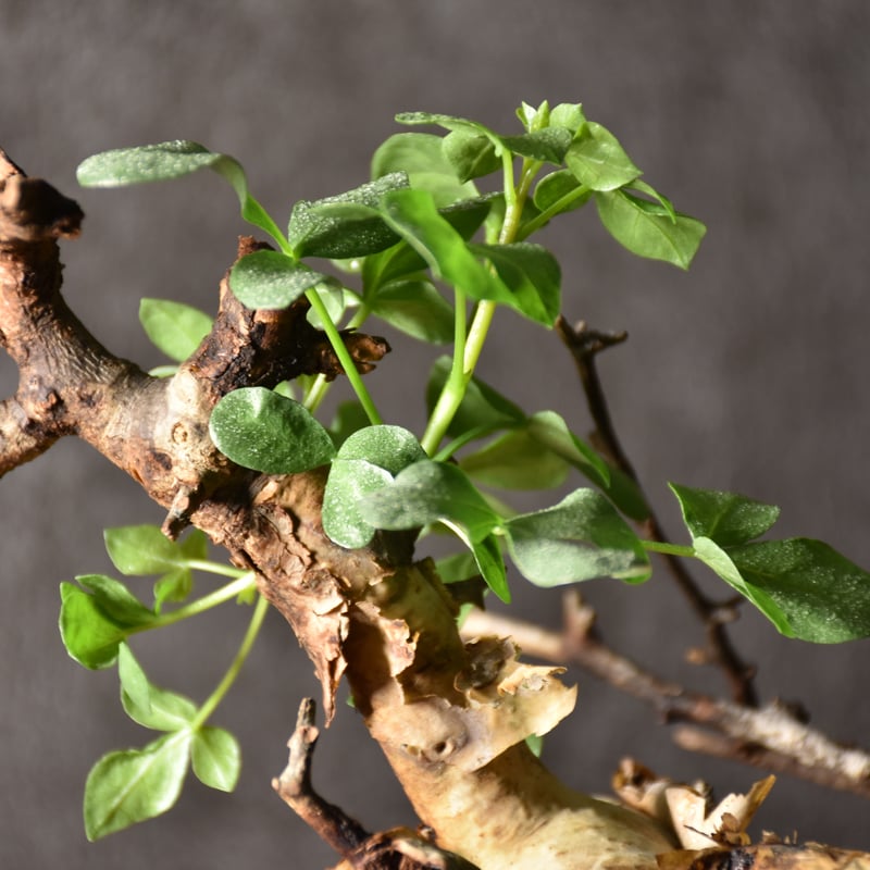 Commiphora kataf pure コミフォラ ピュアカタフ 発根済現地株 4 Commiphora kataf pure コミフォラ ピュアカタフ 発根済現地株 4