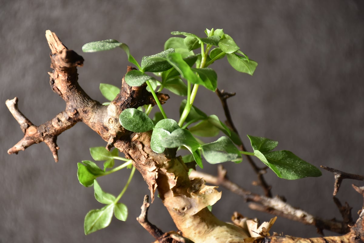 Commiphora kataf pure コミフォラ ピュアカタフ 発根済現地株 4 Commiphora kataf pure コミフォラ ピュアカタフ 発根済現地株 4