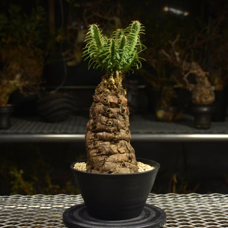 Euphorbia mlanjeana　ユーフォルビア ムランジーナ 発根済現地株 H4