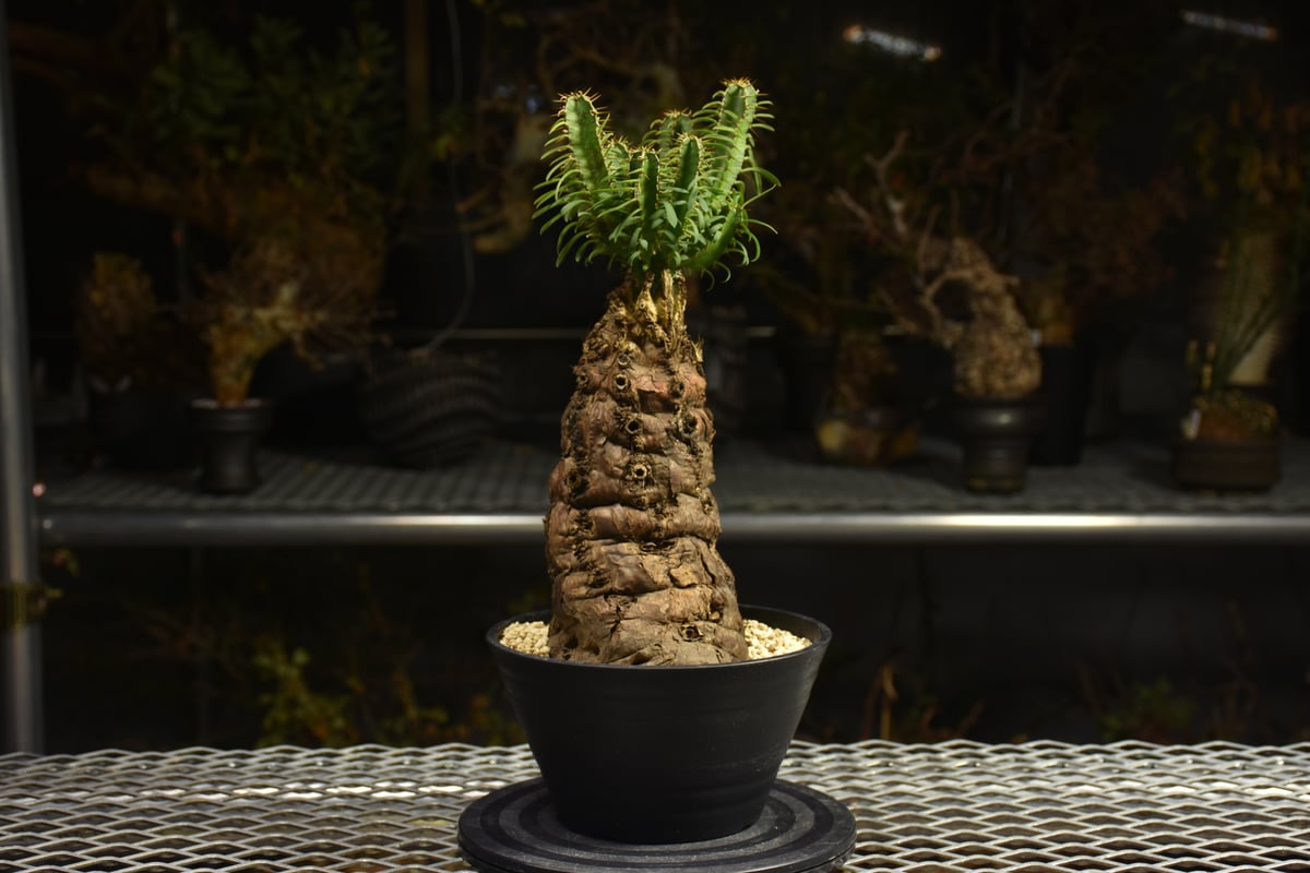 Euphorbia mlanjeana ユーフォルビア ムランジーナ 発根済現地株 H4 |