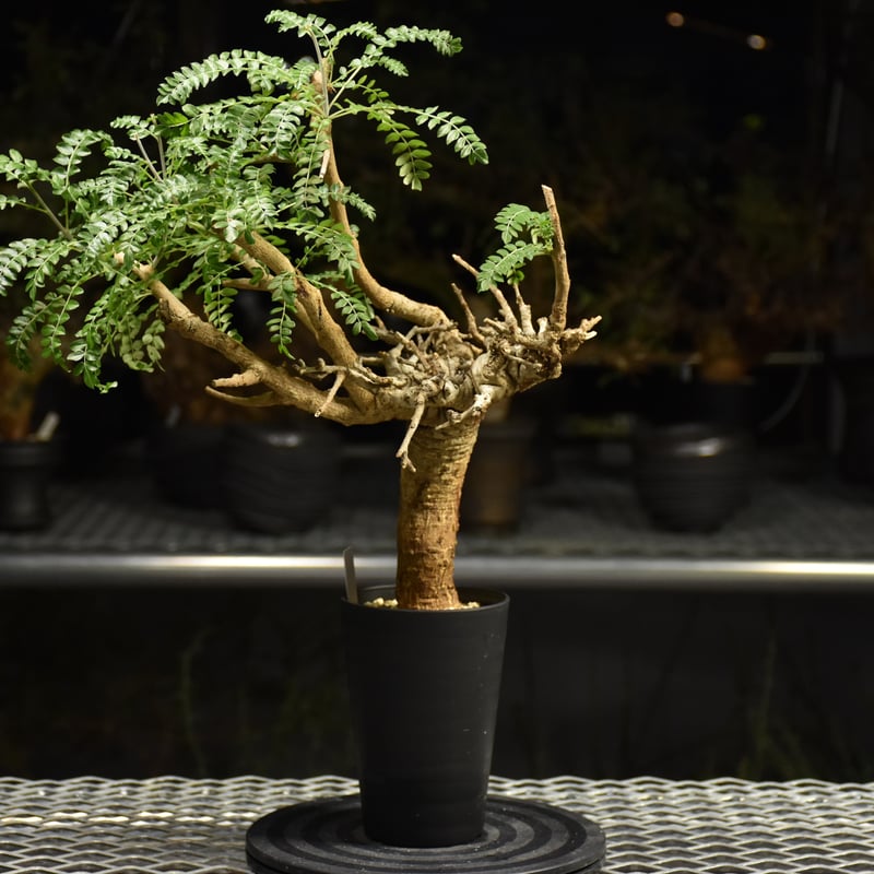 発根済み　ボスウェリアネグレクタ Boswellia neglecta ボスウェリア ネグレクタ 発根済現地株 H17