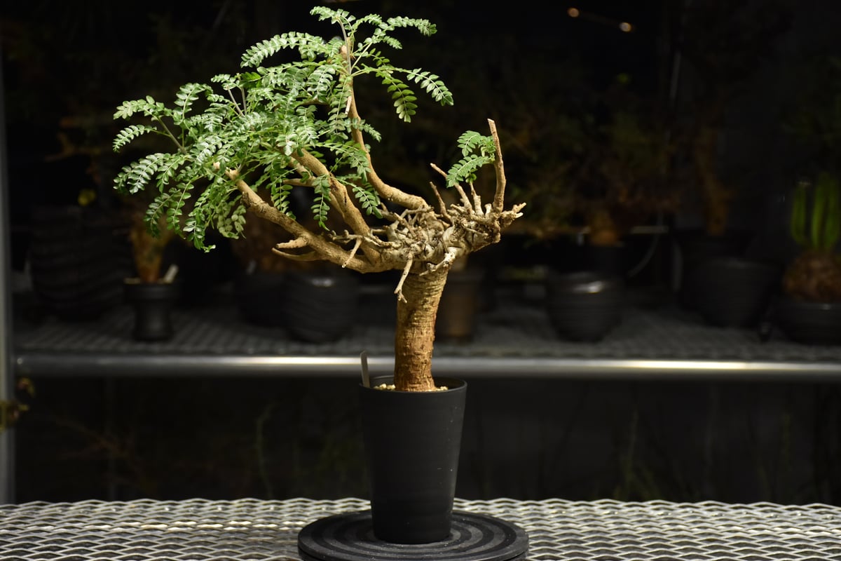 コレクション株　ボスウェリアネグレクタ Amazon｜コーデックス：ボスウェリア ネグレクタ*幅25cm【現品をお