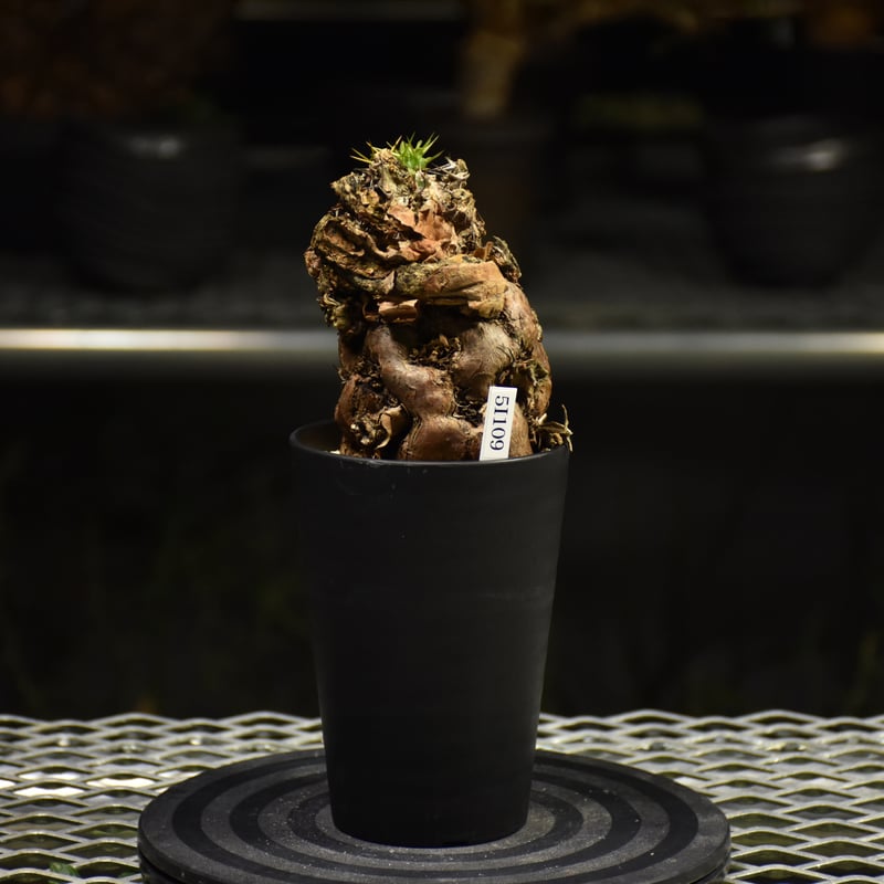 Euphorbia mlanjeana ユーフォルビア ムランジーナ 発根済現地株 I33 |