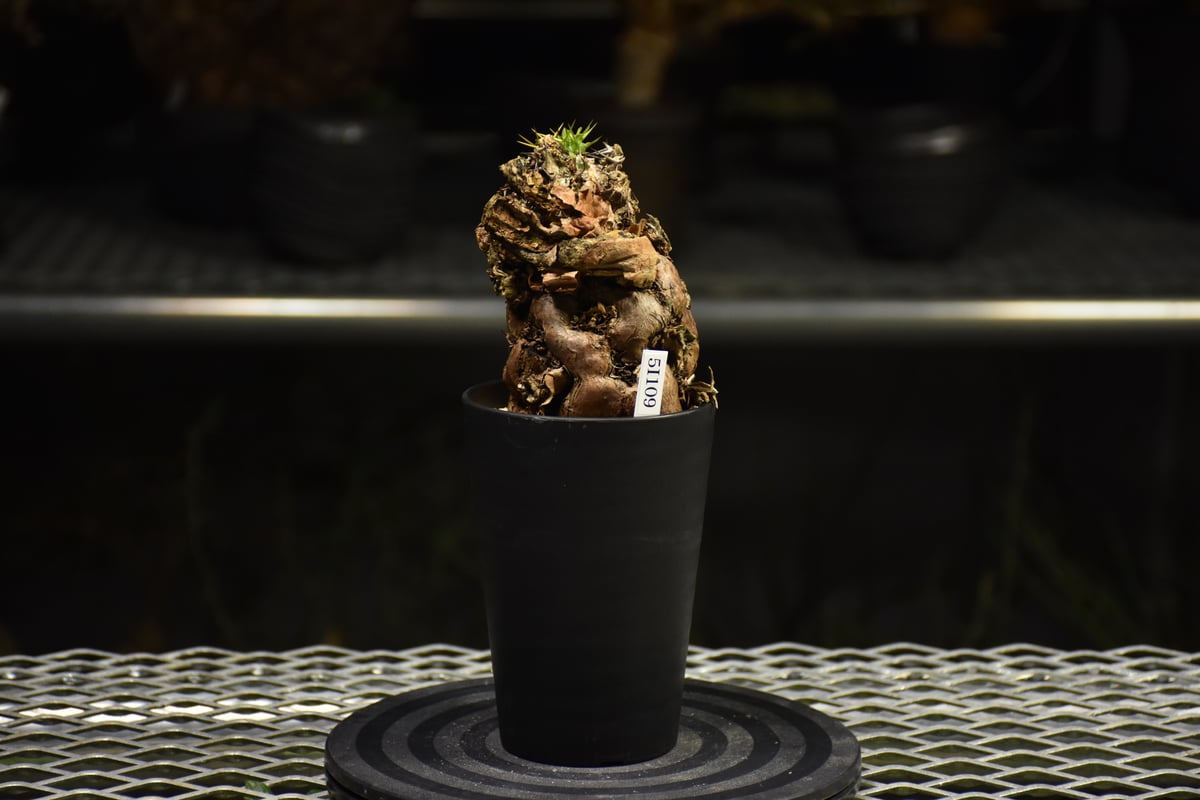 Euphorbia mlanjeana ユーフォルビア ムランジーナ 発根済現地株