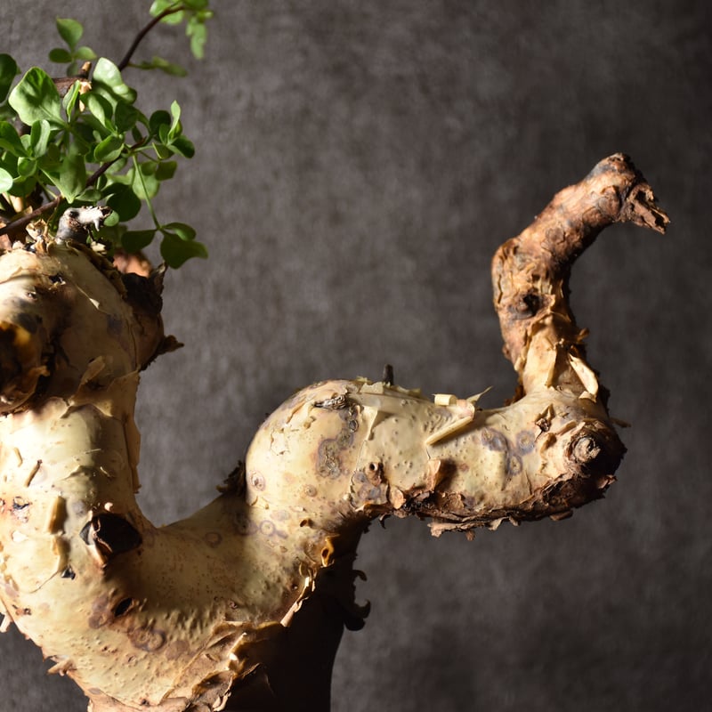 Commiphora kataf pure コミフォラ ピュアカタフ 発根済現地株 1 Commiphora kataf pure コミフォラ ピュアカタフ 発根済現地株 1