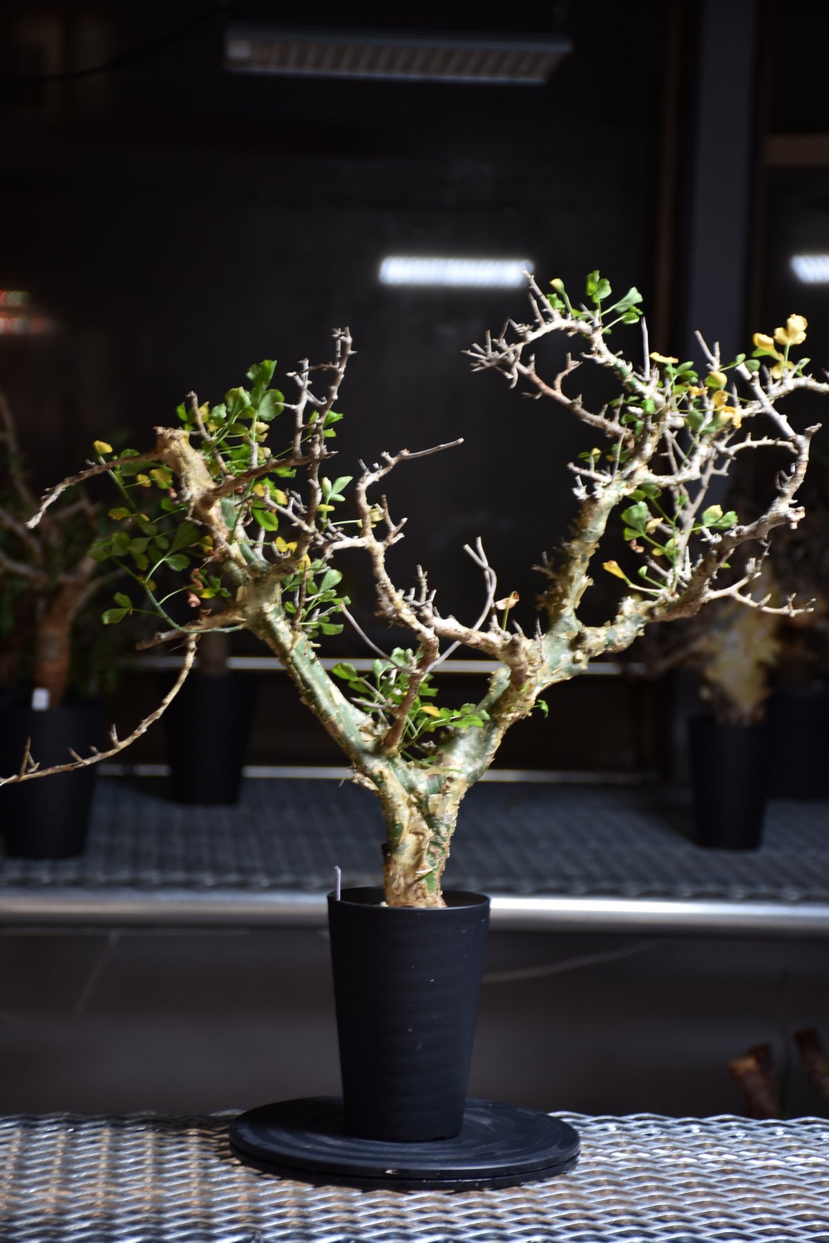 Commiphora campestris var. campestris コミフォラ カンペ