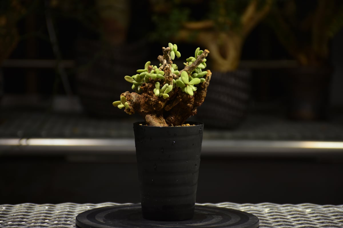 ケラリア・ピグマエア（現地株、発根済み）#031 Ceraria pygmaea ケラリア ピグマエア 発根済現地株 F2 | BONDEX