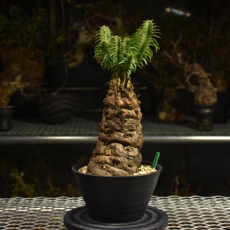 Euphorbia mlanjeana　ユーフォルビア ムランジーナ 発根済現地株 H4