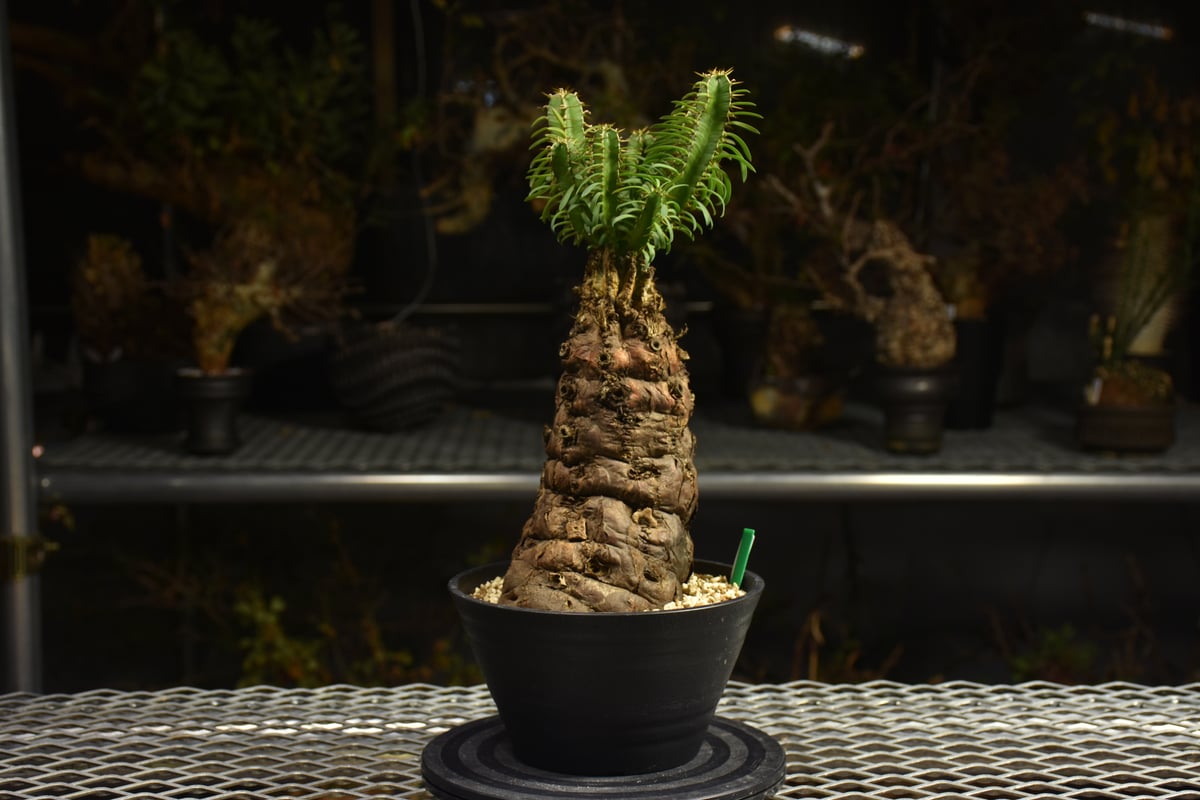 Euphorbia mlanjeana ユーフォルビア ムランジーナ 発根済現地株 H4 |