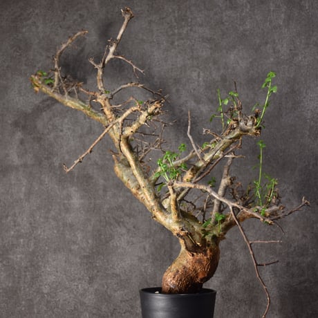Commiphora cyclophira コミフォラ シクロフィラ 発根済現地株 #1
