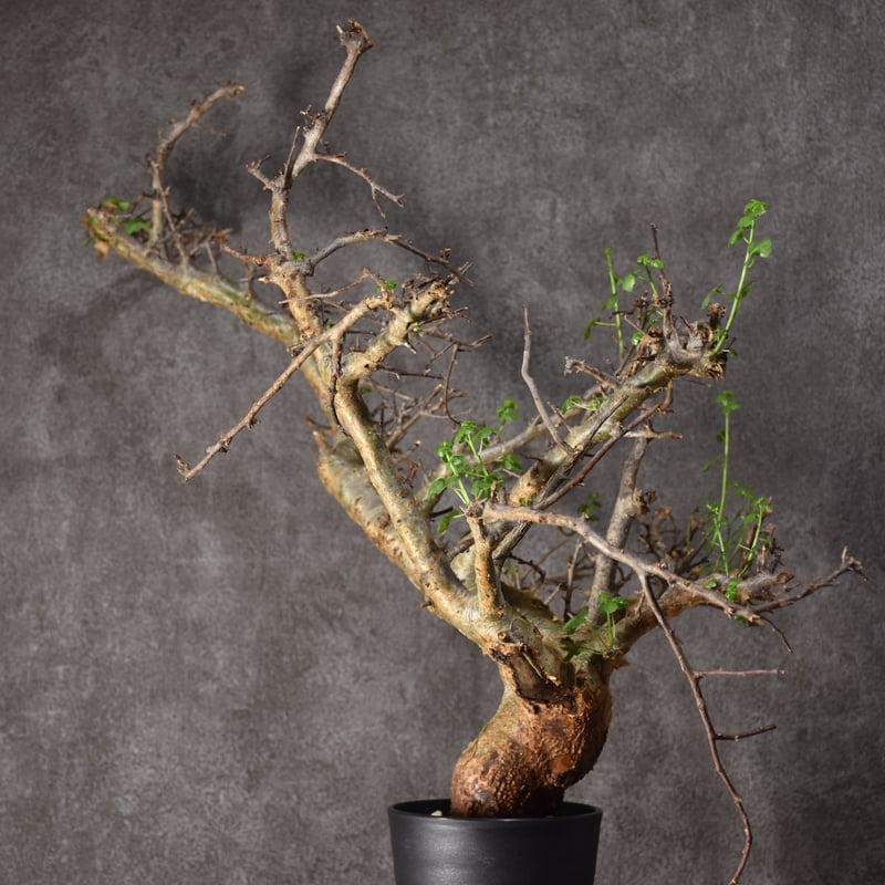 Commiphora cyclophira コミフォラ シクロフィラ 発根済現地株