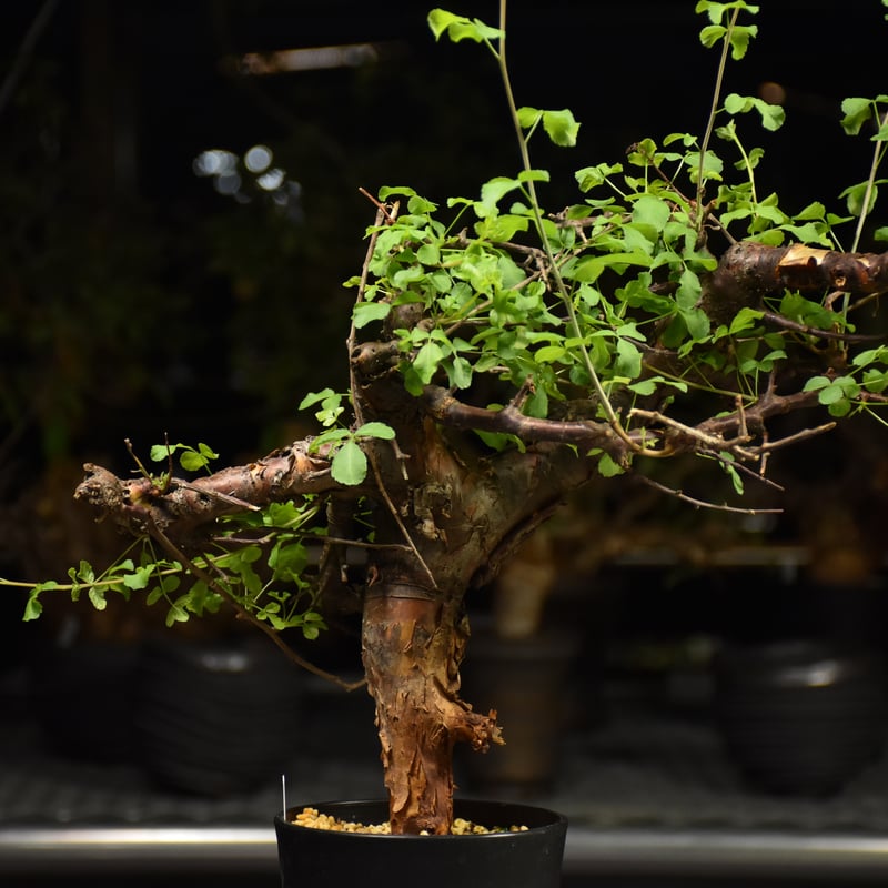Commiphora Boranensis コミフォラ ボラネンシス 発根済現地株 F24 |
