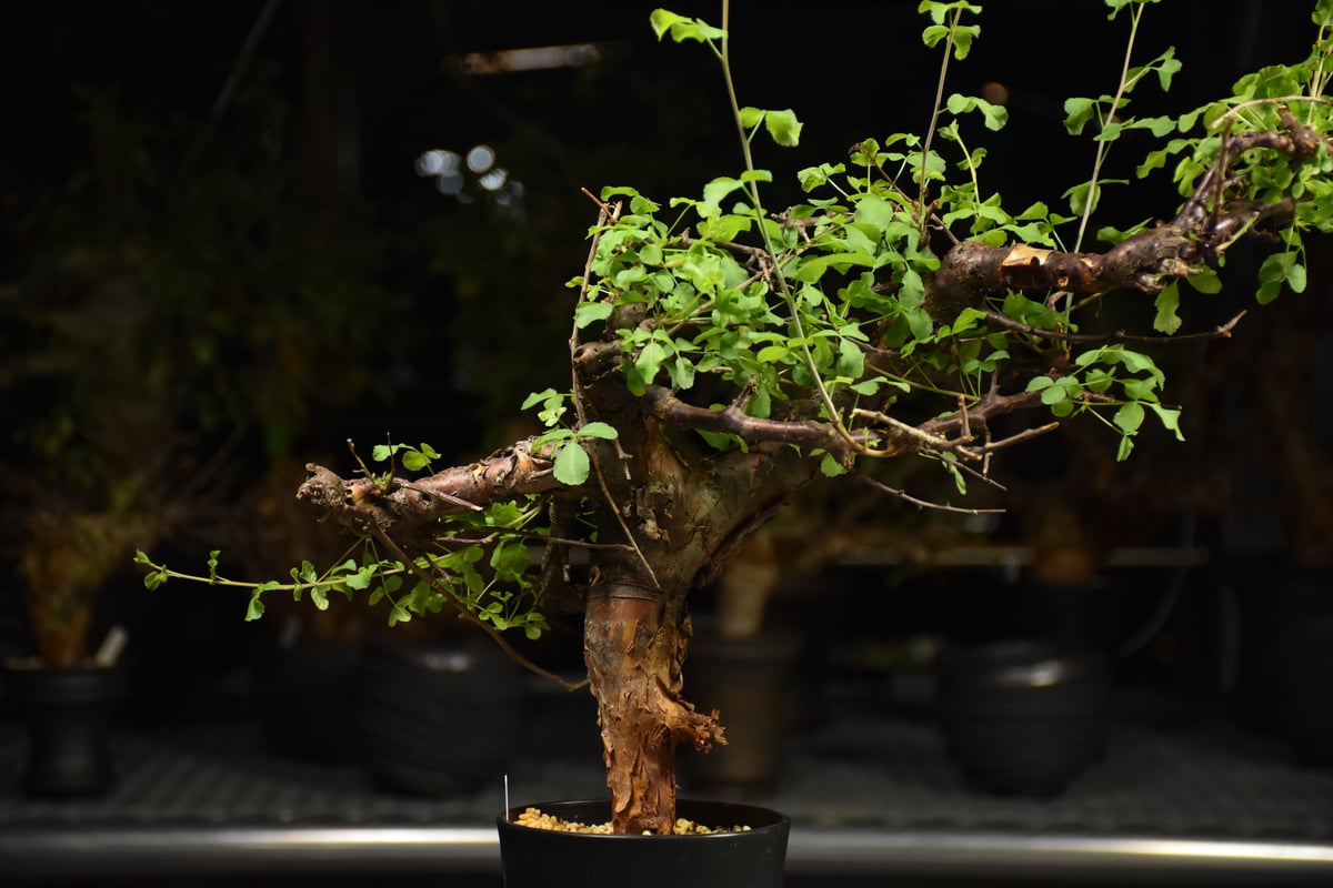 【現地株】コミフォラ　ボラネンシス Commiphora Boranensis コミフォラ ボラネンシス 発根済現地株 F24 |