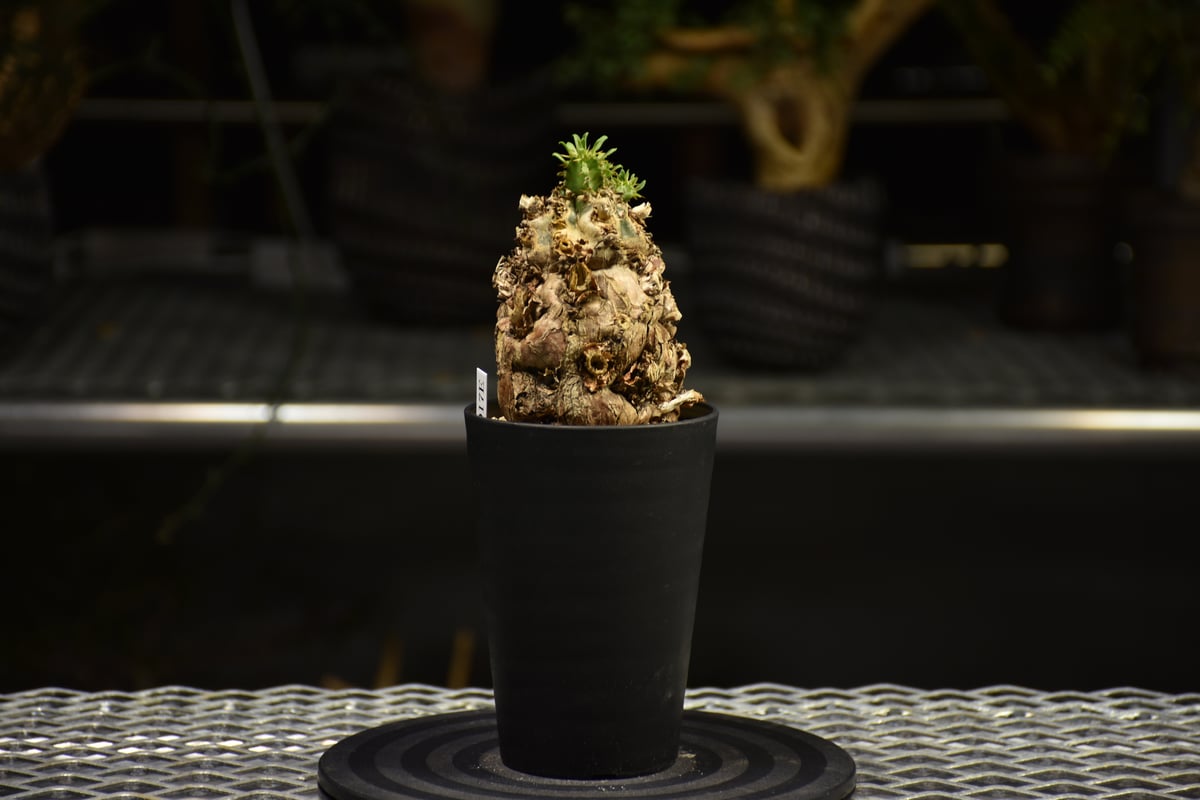 Euphorbia mlanjeana ユーフォルビア ムランジーナ 発根済現地株