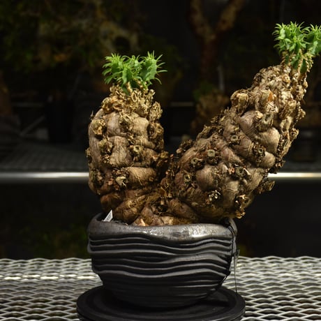Euphorbia mlanjeana　ユーフォルビア ムランジーナ 発根済現地株 I80
