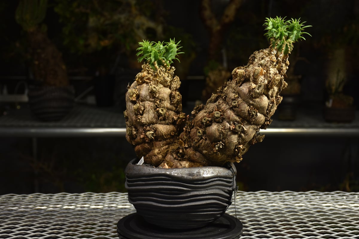 Euphorbia mlanjeana ユーフォルビア ムランジーナ 発根済現地株 I80 |