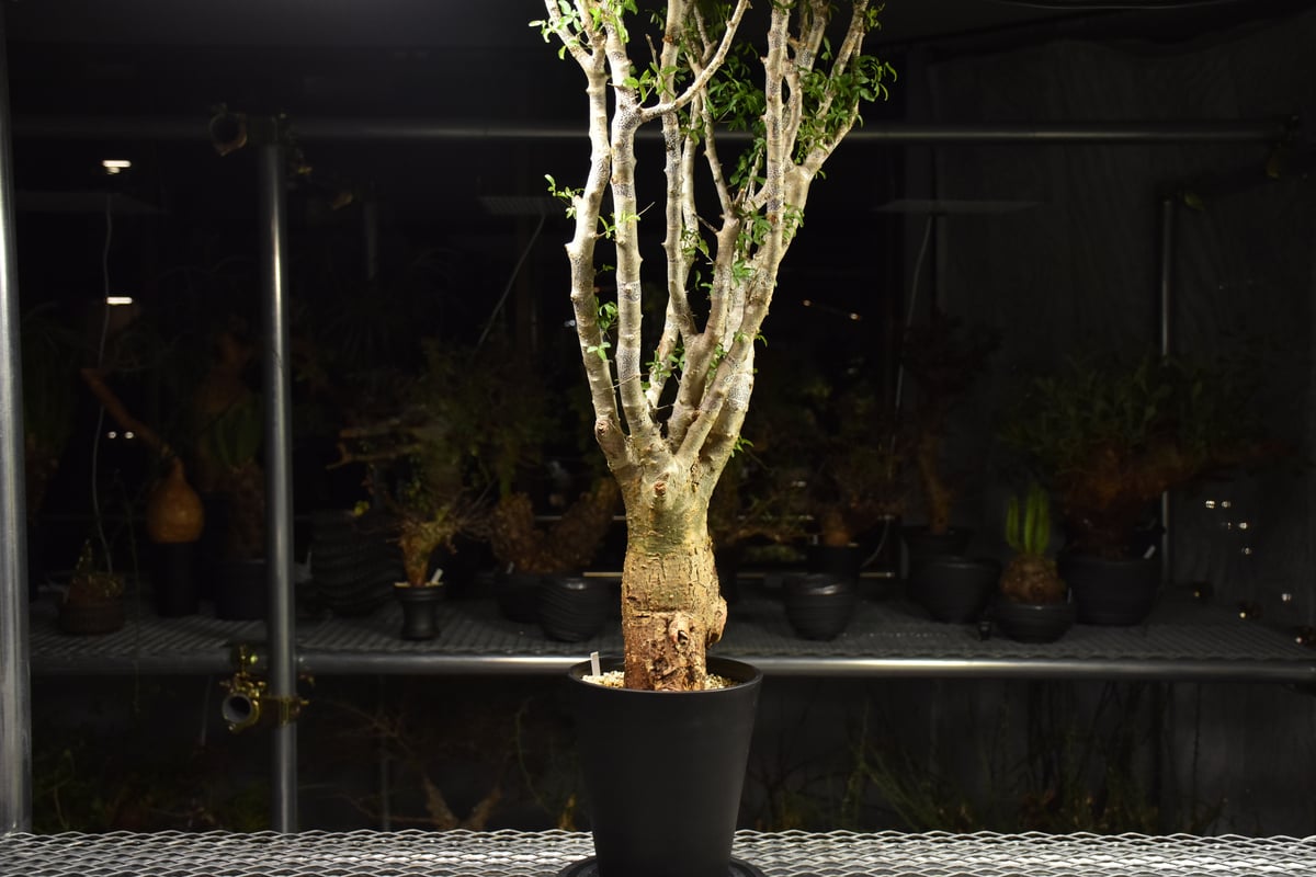Commiphora humbertii コミフォラ フンベルティ 発根済現地株 I9 送料着