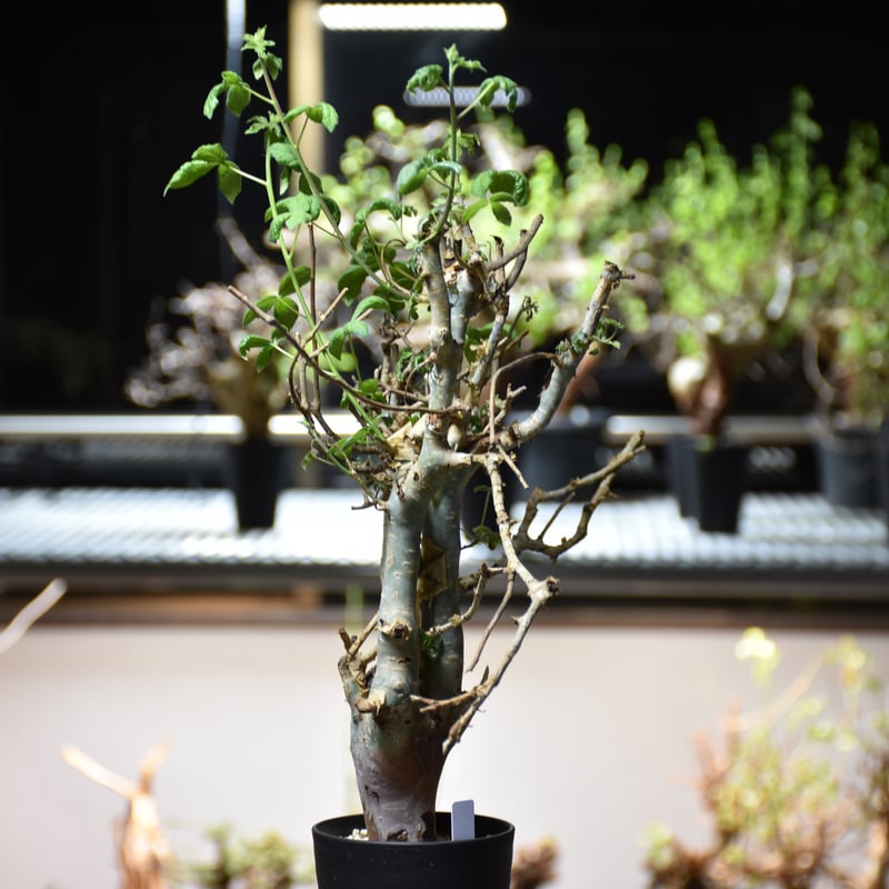 Commiphora holtziana コミフォラ ホルトジアナ 発根済現地株 #6 Commiphora holtziana コミフォラ ホルトジアナ 発根済現地株 #6
