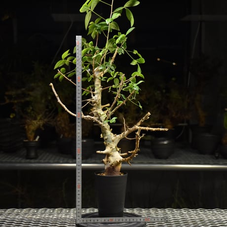 Commiphora holtziana コミフォラ ホルトジアナ 発根済現地株 H24