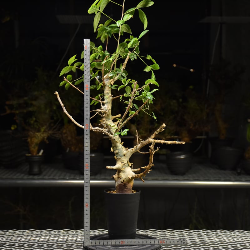 Commiphora holtziana コミフォラ ホルトジアナ 発根済現地株