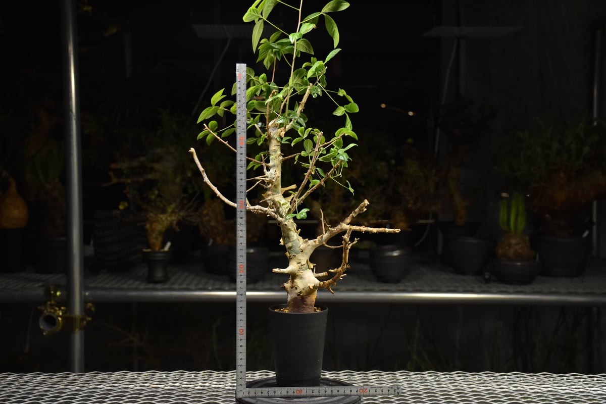 Commiphora holtziana コミフォラ ホルトジアナ 発根済現地株 H24 |