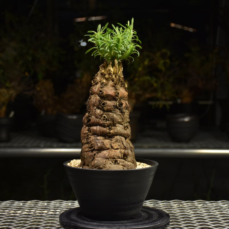 Euphorbia mlanjeana ユーフォルビア ムランジーナ 発根済現地株