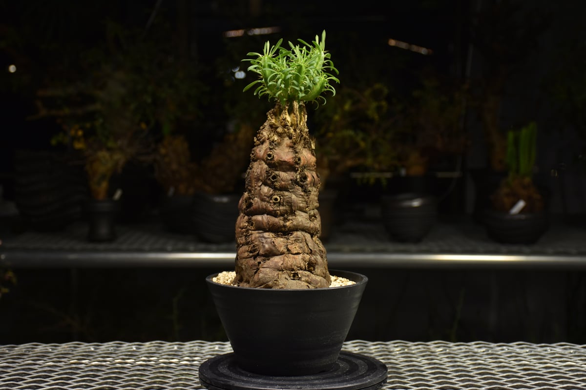 Euphorbia mlanjeana ユーフォルビア ムランジーナ 発根済現地株 H4 |