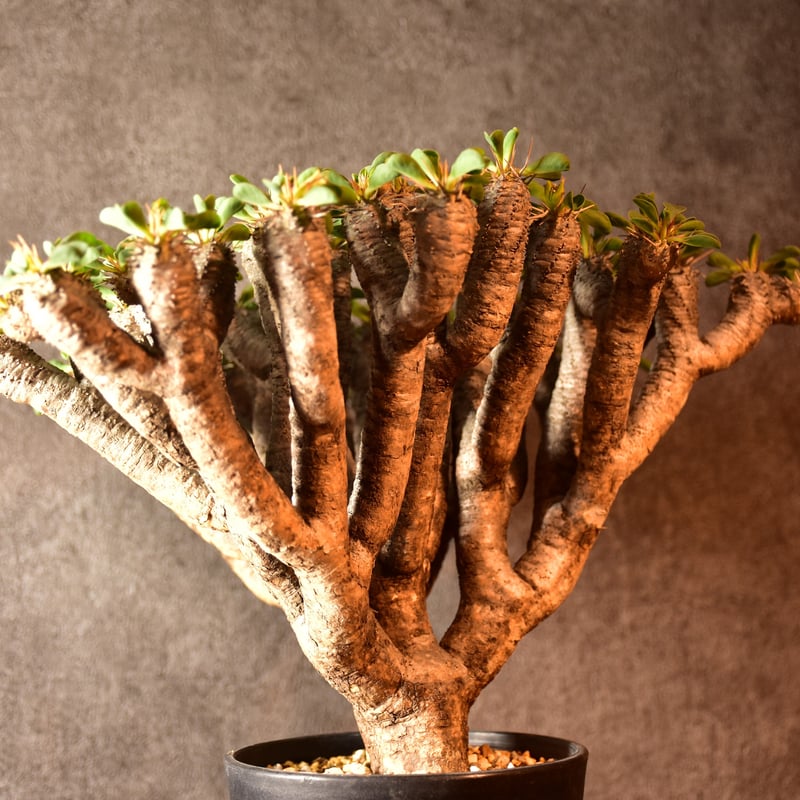 Euphorbia guillauminiana ユーフォルビア ギラウミニアナ 発根済現地株