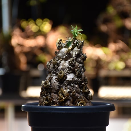 Euphorbia mlanjeana　ユーフォルビア ムランジーナ 発根済現地株 #11