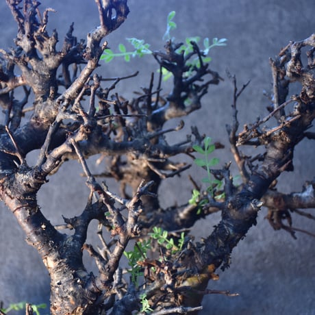 Commiphora pinnate leaves　コミフォラ ピンネイトリーブス　発根済現地株　#2