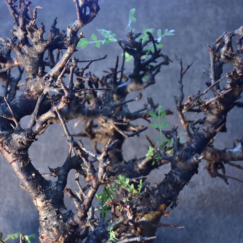 Commiphora pinnate leaves コミフォラ ピンネイトリーブス 発根済現地