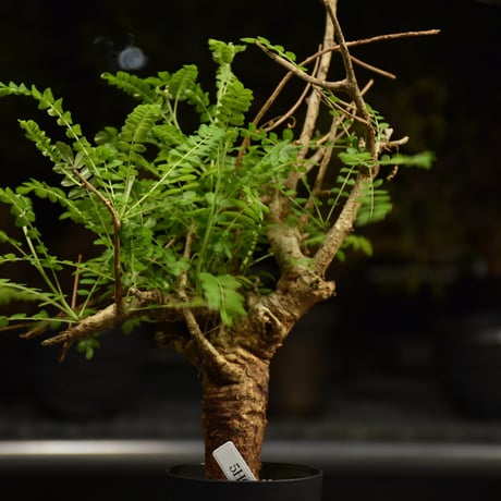 Boswellia neglecta　ボスウェリア ネグレクタ　発根済現地株　H10